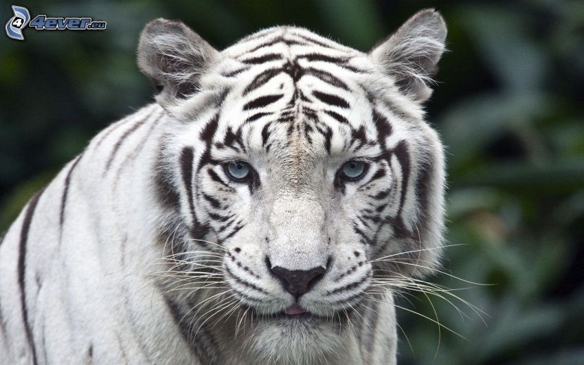 tigre bianca