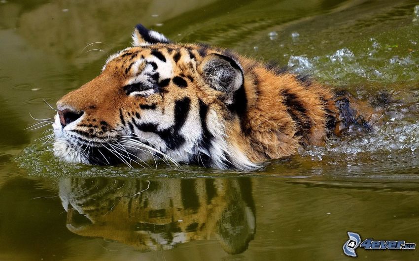 tigre in acqua
