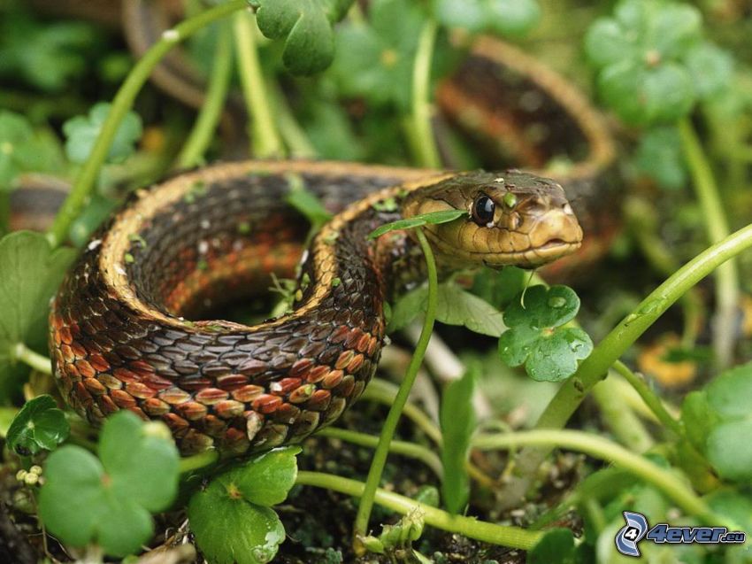 serpente, l'erba