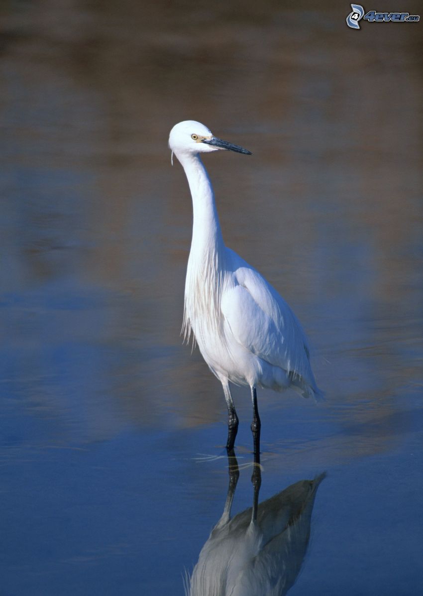 airone, acqua