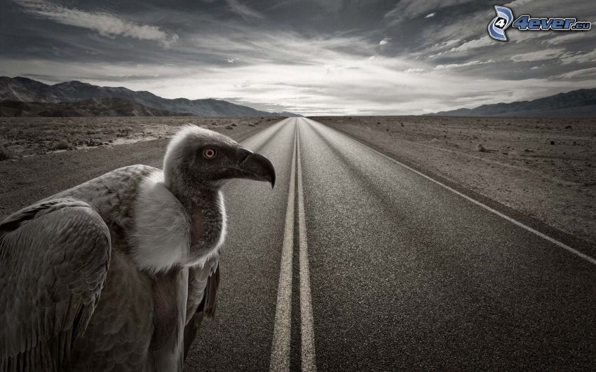 avvoltoio, strada diritta