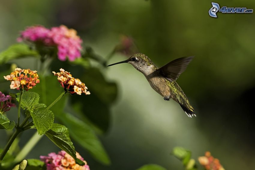 colibrì, fiore