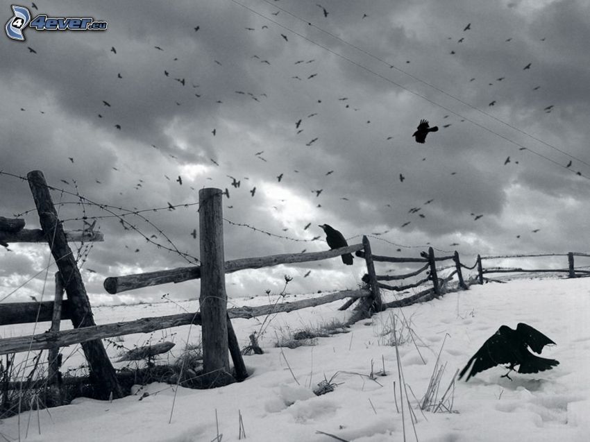 corvi, palizzata, neve