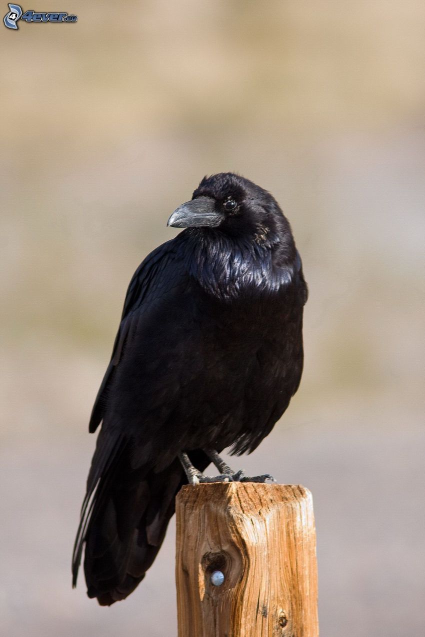 corvo, legno