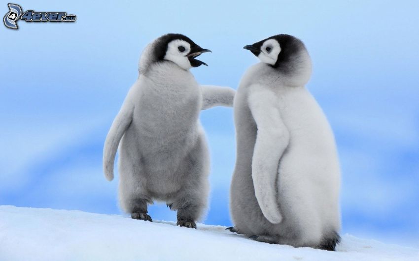cucciolo di pinguino, neve