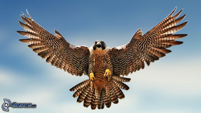 falcone, ali