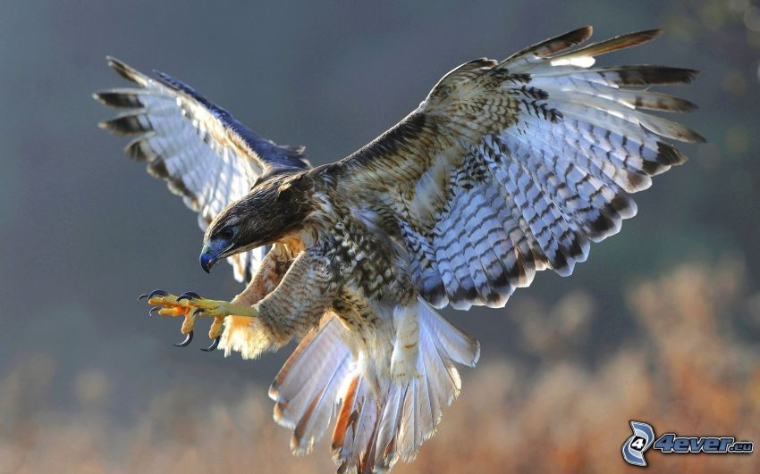 falcone, atterraggio, ali