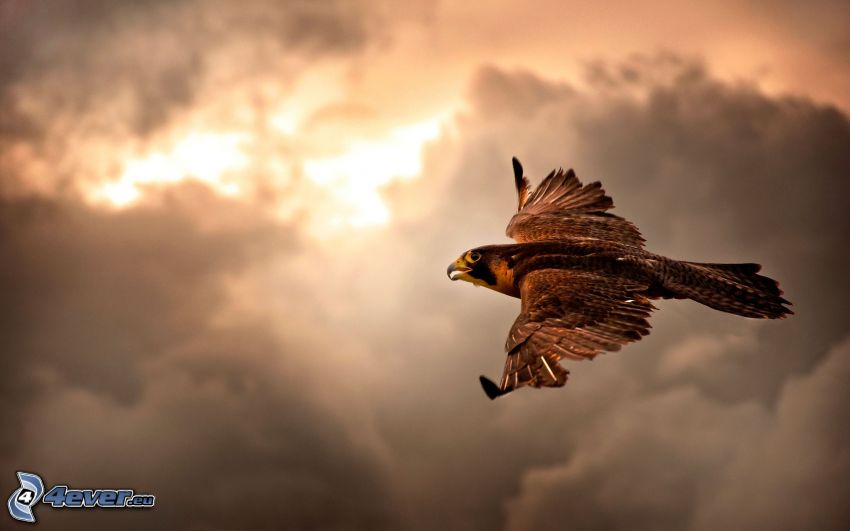 falcone, nuvole