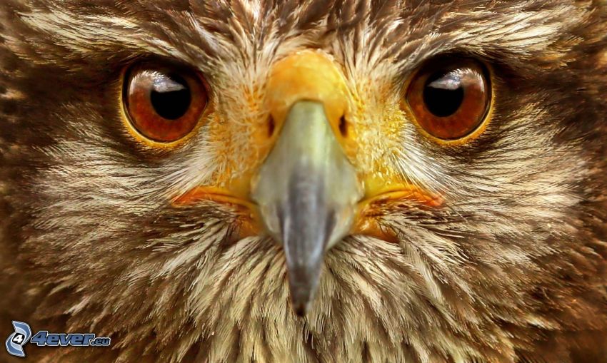 falcone, sguardo