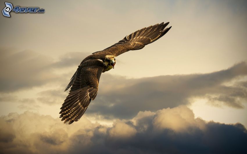 falcone, volo, ali, nuvole