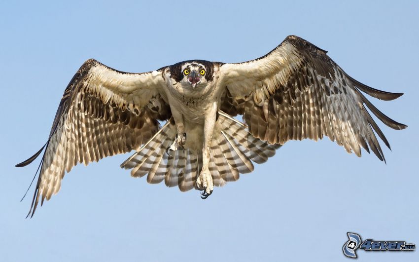 falcone, volo, ali