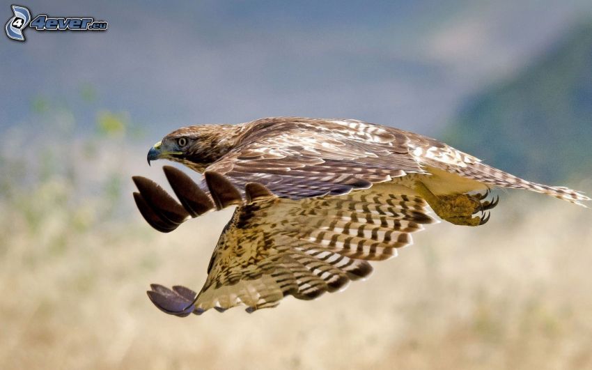 falcone, volo