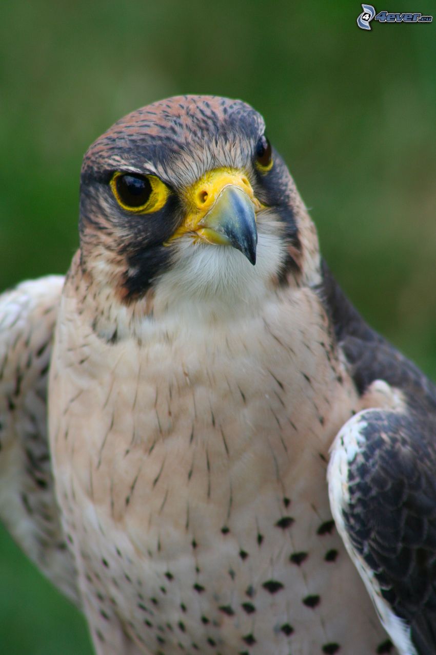 falcone