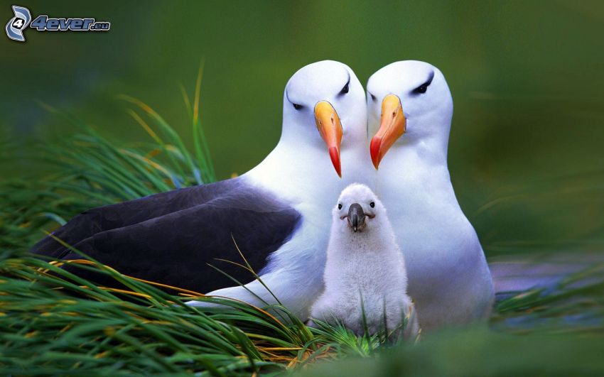 Famiglia di albatri