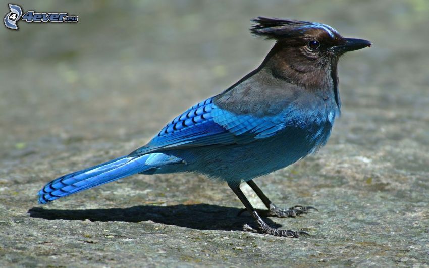 ghiandaia, uccellino blu