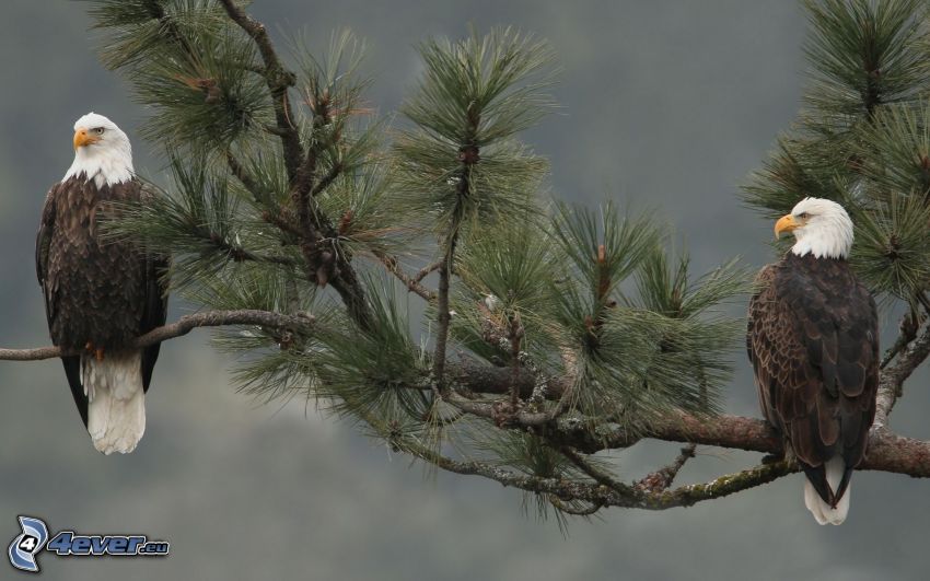 Haliaeetus leucocephalus, ramo, pino