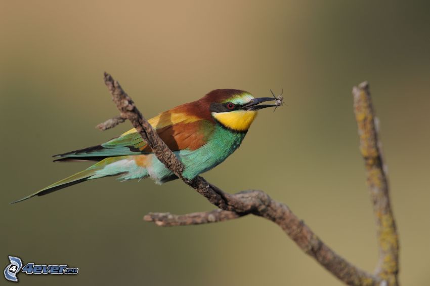 Merops apiaster, uccellino sul ramo
