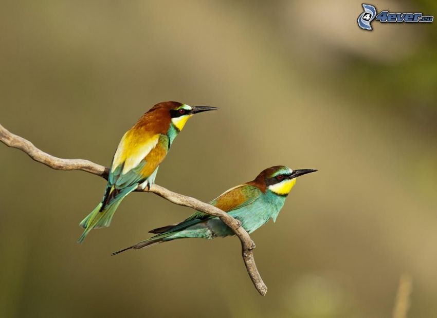 Merops apiaster, uccellino sul ramo