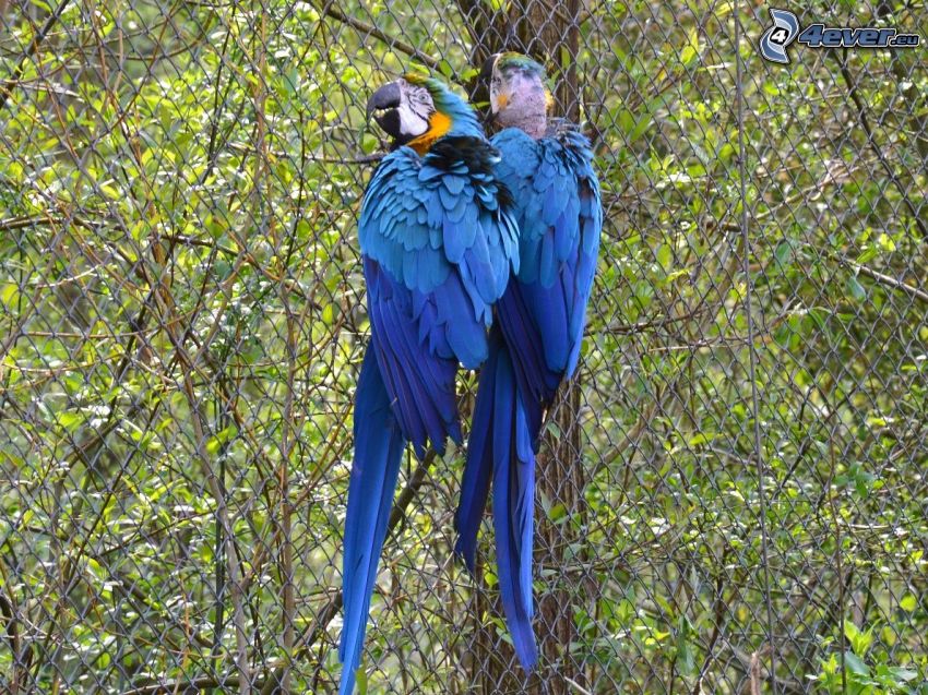 pappagalli, recinto