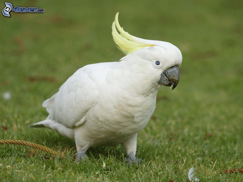 pappagallo, l'erba