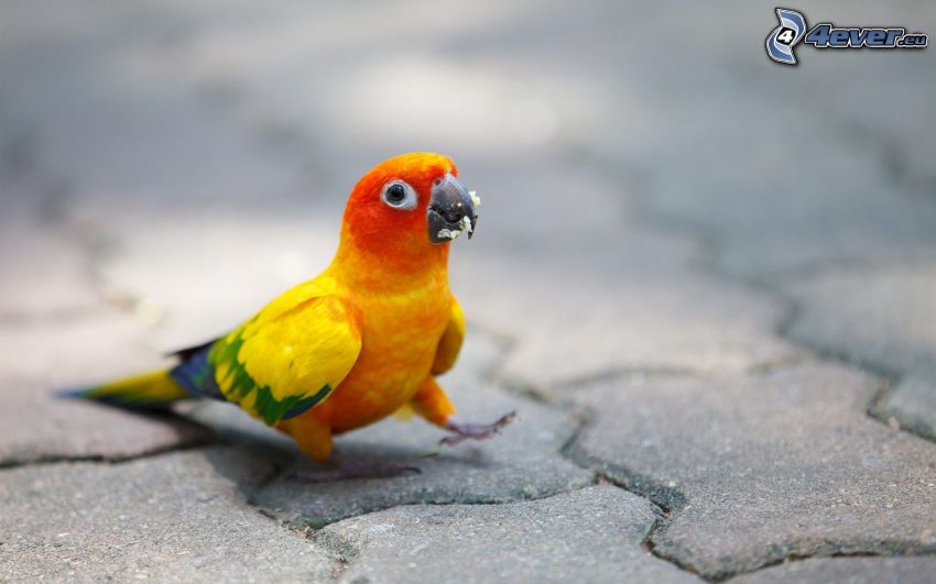 pappagallo, piastrelle