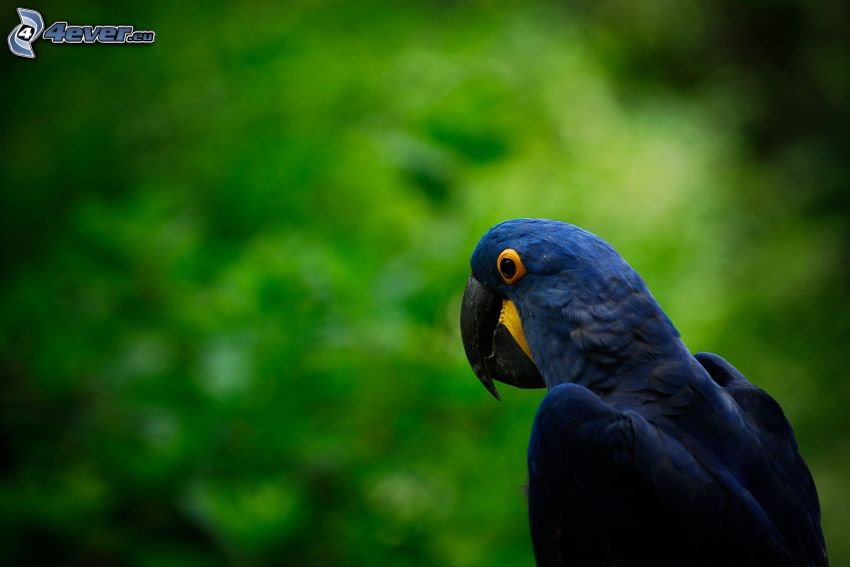 pappagallo, uccellino blu