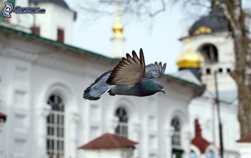 piccione, volo, edificio storico