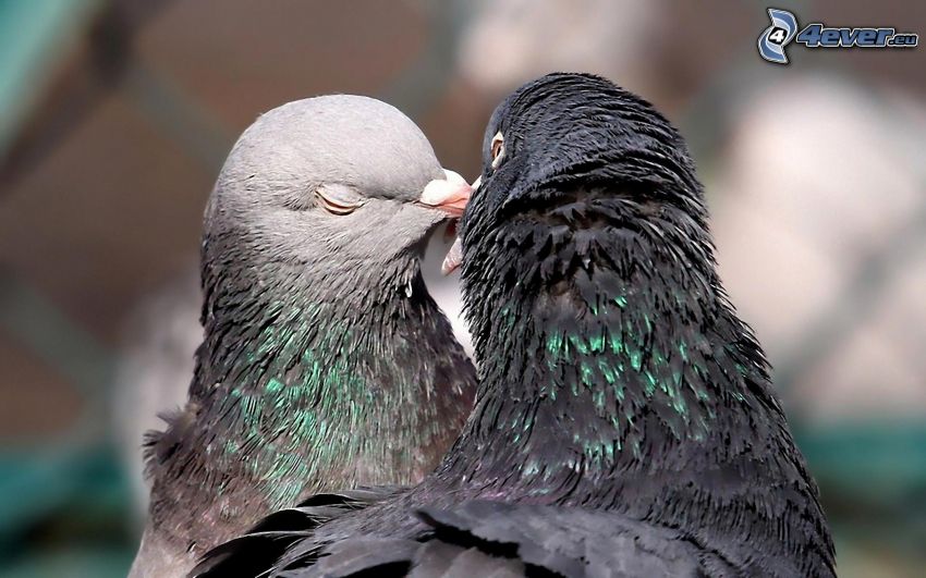 piccioni, bacio