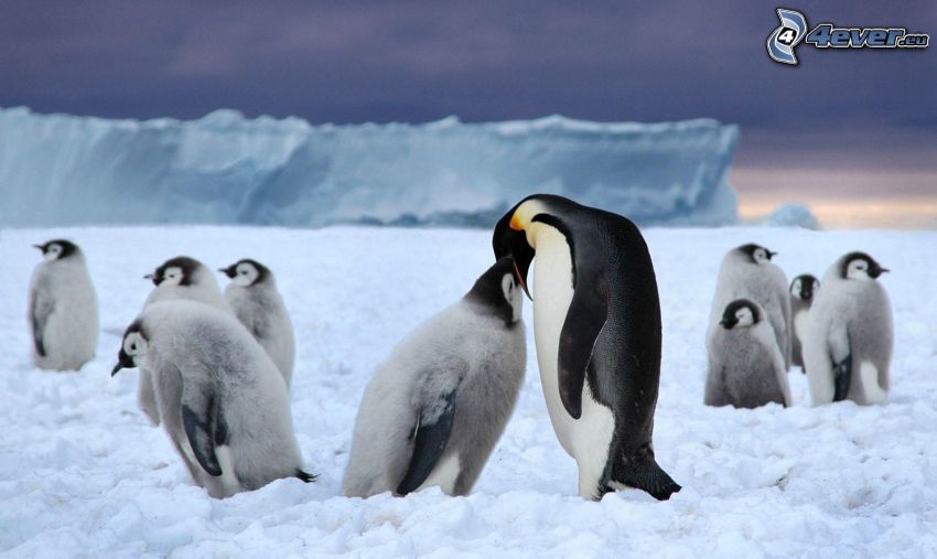 pinguino e il suo piccolo, pinguini, cuccioli, neve