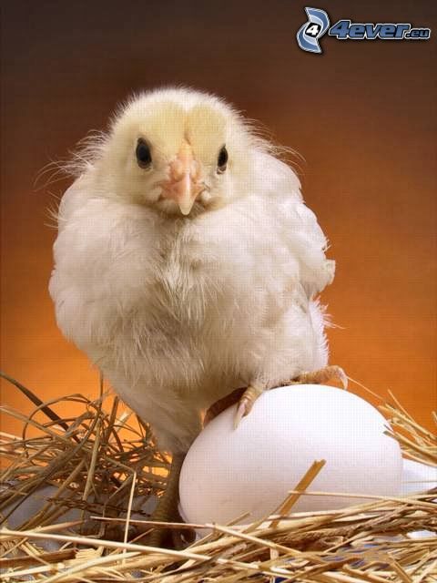 pollo, uova