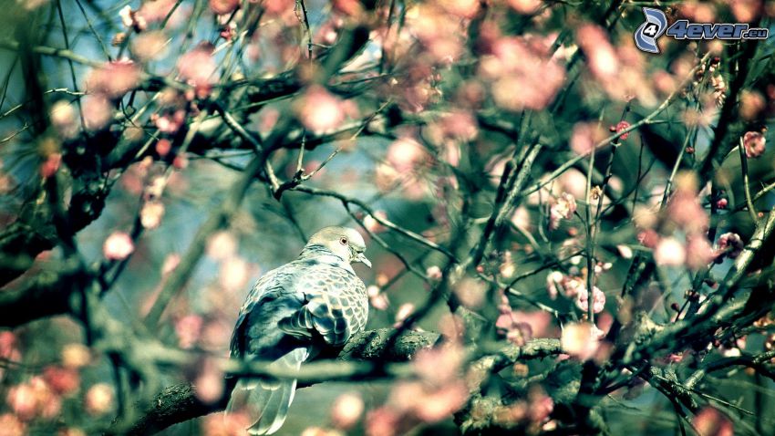 uccello, albero fiorito, rami