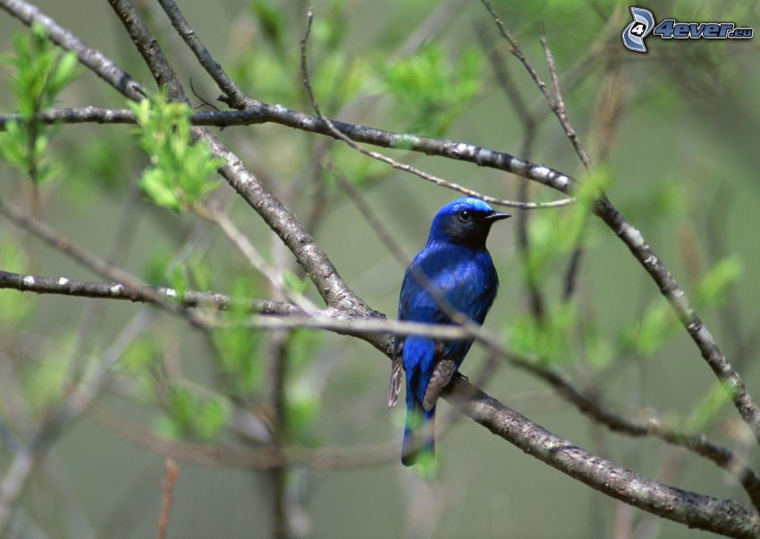 uccello blu su un ramo