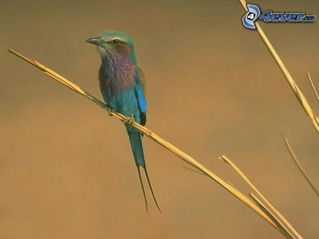 uccello colorato, erba secca