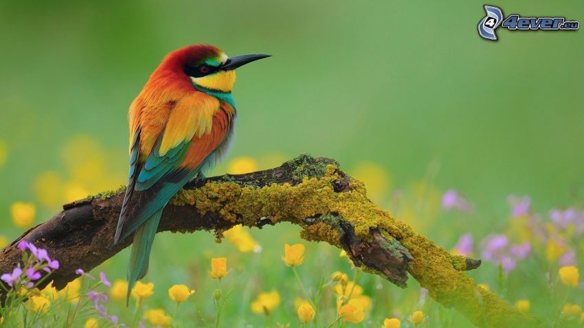 uccello colorato, legno, muschio, fiori gialli
