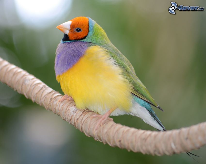 uccello colorato, ramoscello