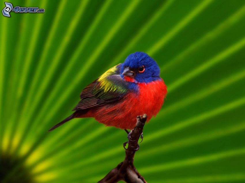 uccello colorato