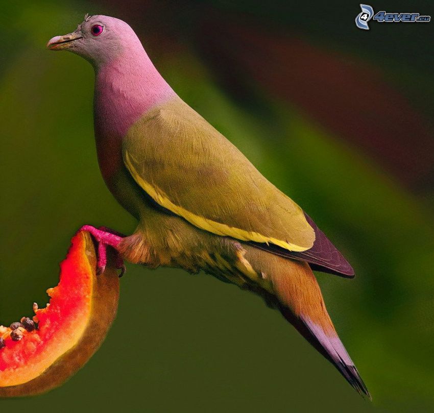 uccello colorato