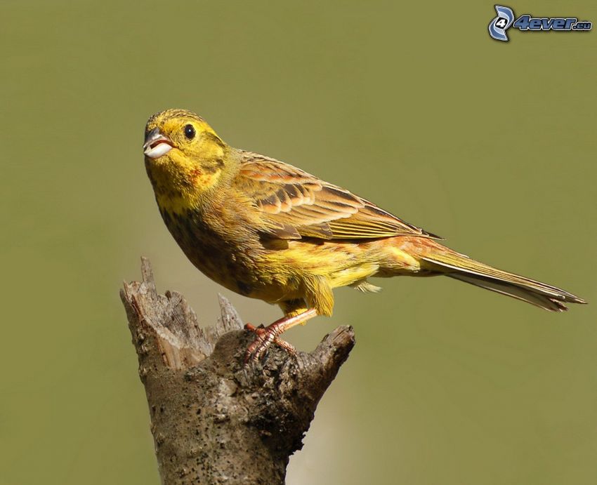 uccello giallo, legno