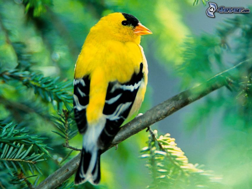 uccello giallo, ramo, abete rosso