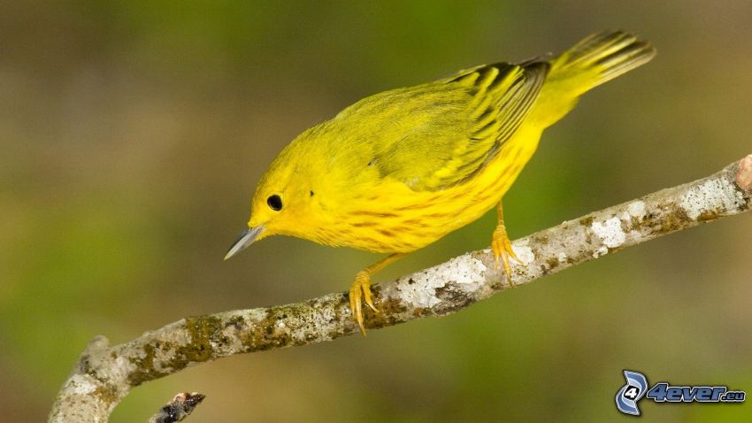 uccello giallo, ramo