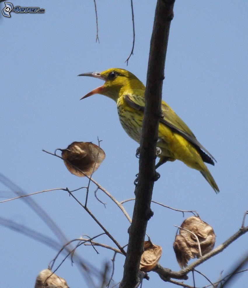 uccello giallo, ramo