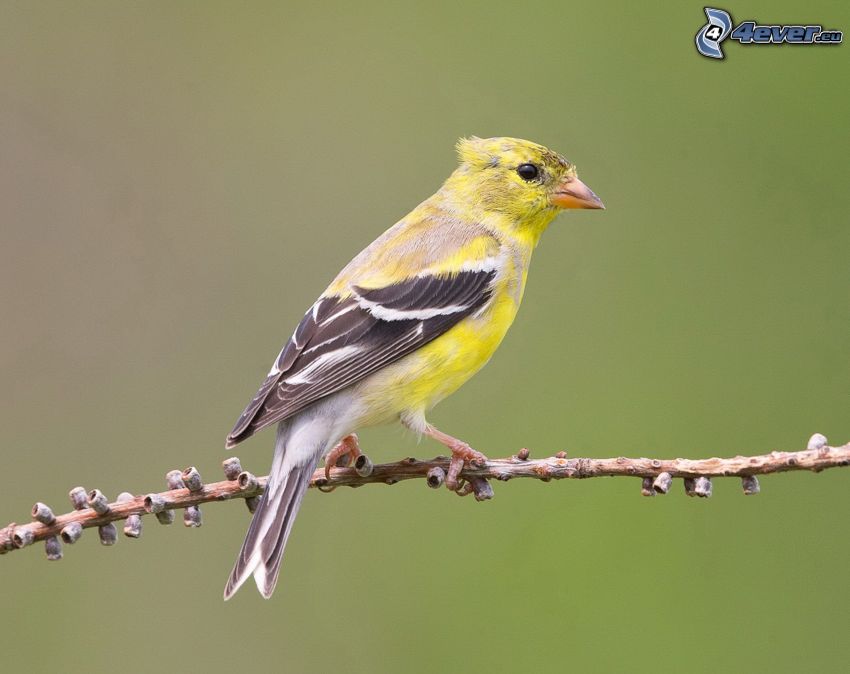 uccello giallo, ramoscello