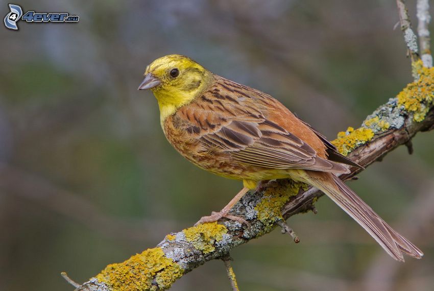 uccello giallo, ramoscello