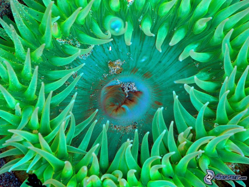 anemoni di mare