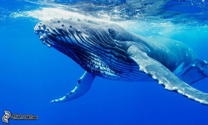 balena gobba
