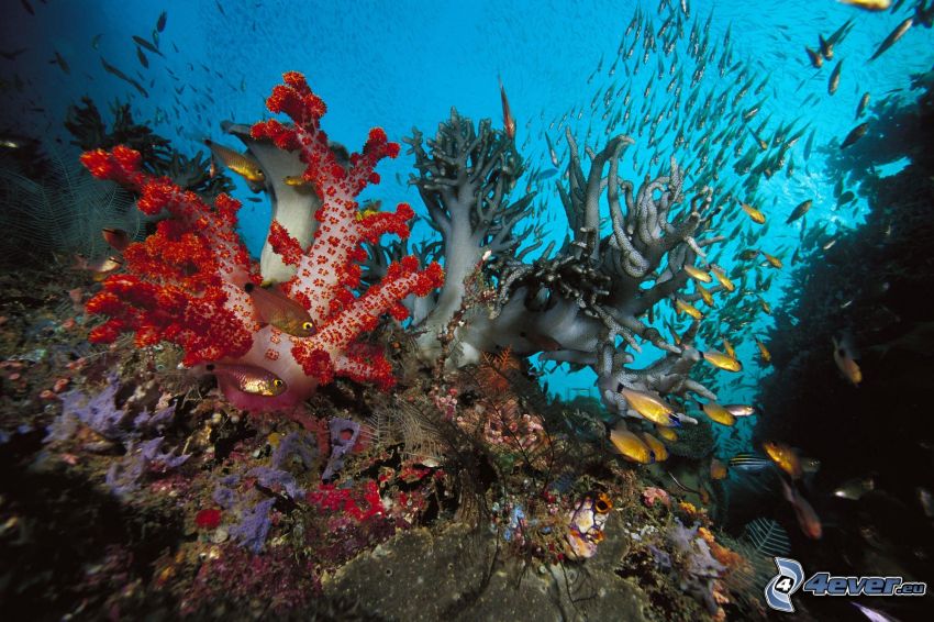 coralli, fondale marino, Pesci e coralli