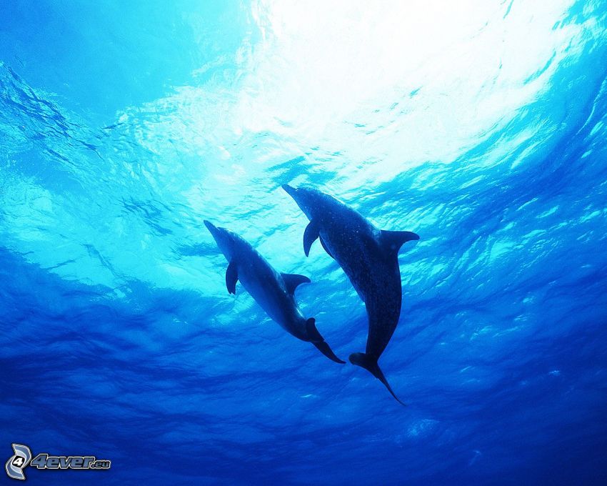 delfini, mare