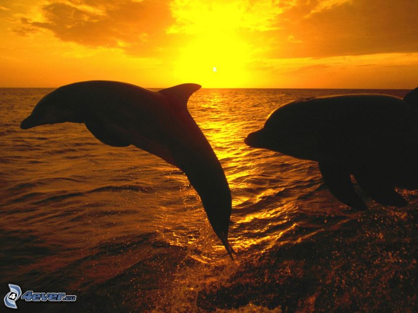 delfini che saltano, tramonto arancio sopra il mare