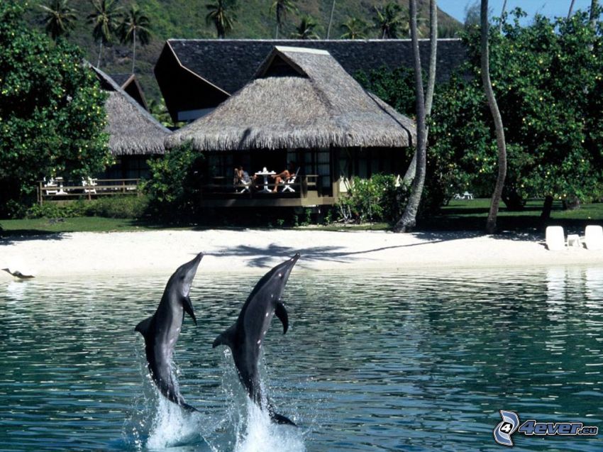 delfini che saltano, tropici, chalet, costa, spiaggia