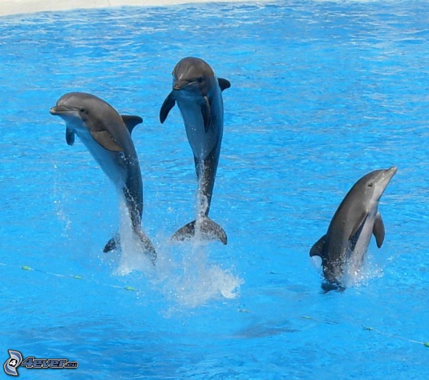 delfini che saltano